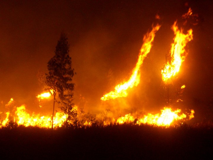 forest fire
