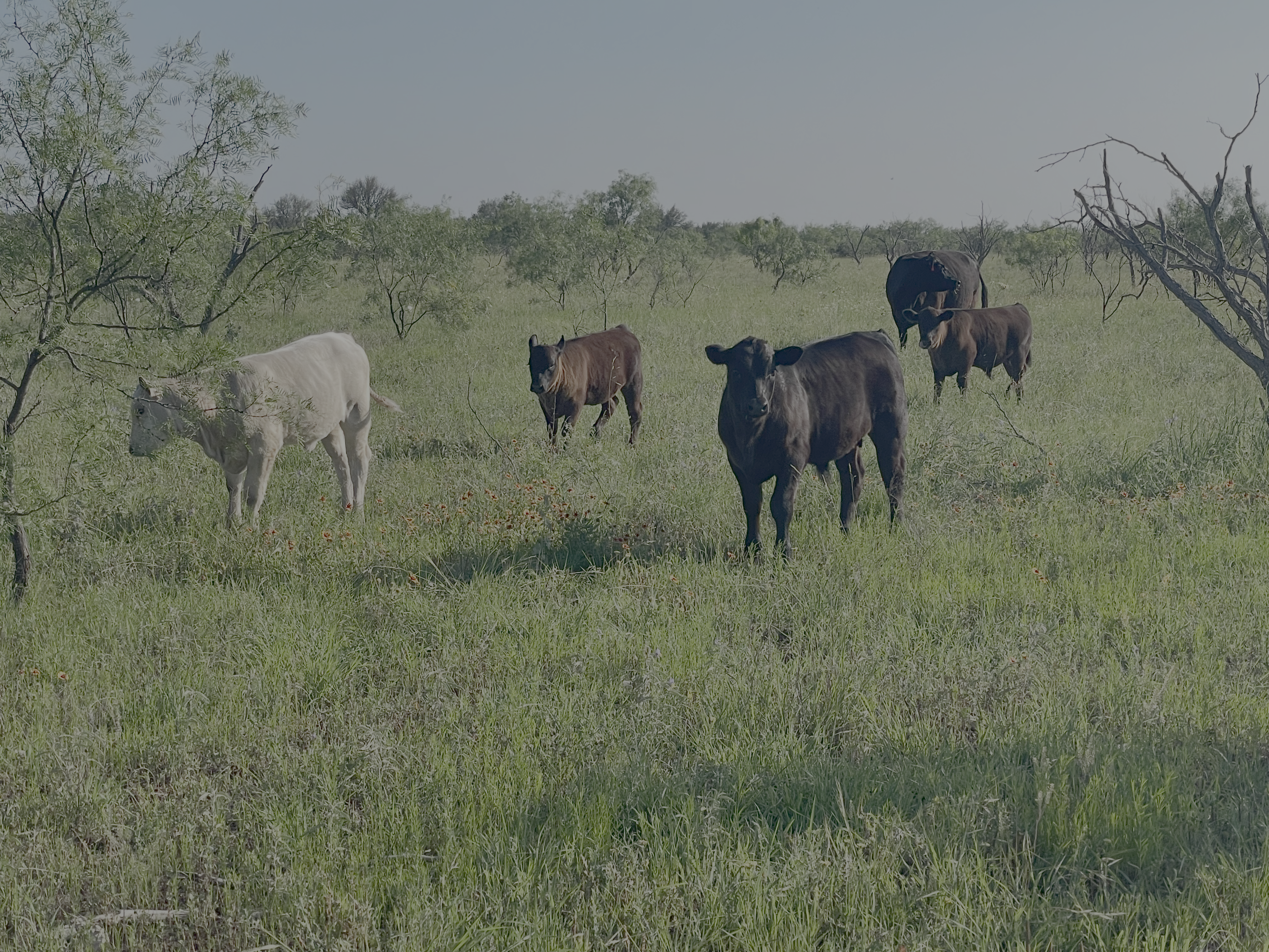 Rangelands in Texas