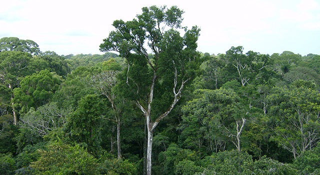 forest trees