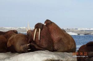 group of walrus