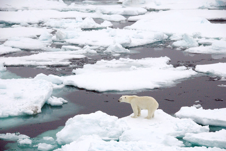 iceburg with polar bear on it