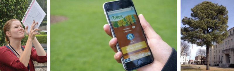 (Left) Using a paper clinometer, (middle) the NASA GLOBE Observer Trees Tool, and (right) a tree for observation